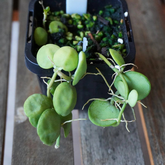 Close-up of Dischidia major Rattle Skulls showing thick, rounded green leaves, trailing vines and aerial roots.