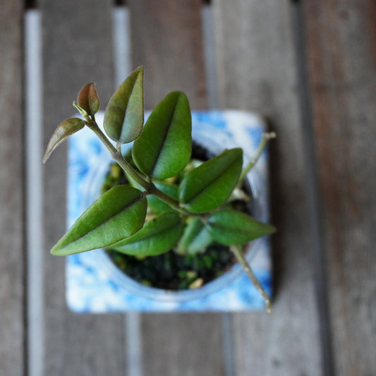 Top view of Hoya bella showing narrow green leaves, prominent central veins and fresh reddish new growth.