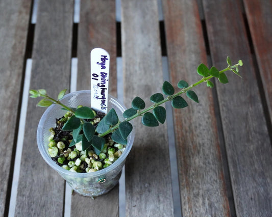 Top view of Hoya chinghungensis showing tiny, dark green leaves along slender vines with fresh green growth.