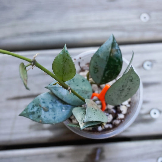 Hoya Krohniana 'Super Silver' climbing trailing indoor plant with bright silver heart-shaped leaves