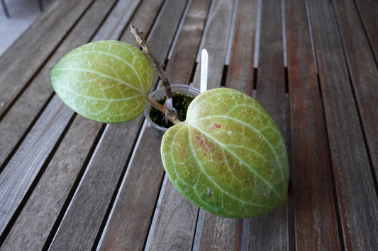 Hoya latifolia Sarawak with two large, round green leaves showing prominent pale veins and a developing vine.