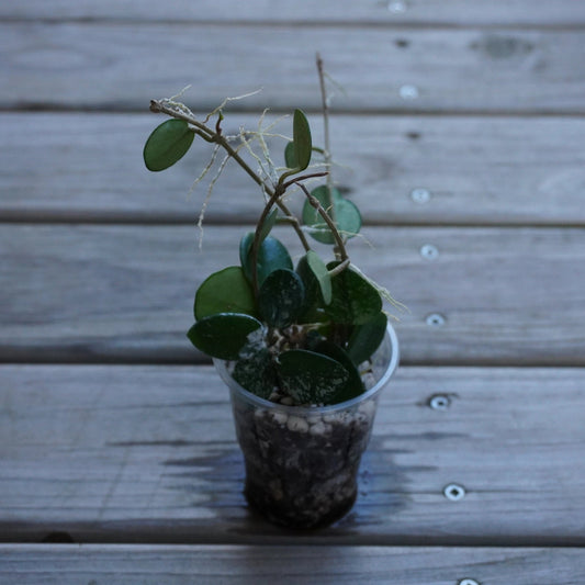 Hoya Mathilde Splash indoor plant featuring small, round succulent leaves with delicate silver speckles, set against a natural wooden deck backdrop.