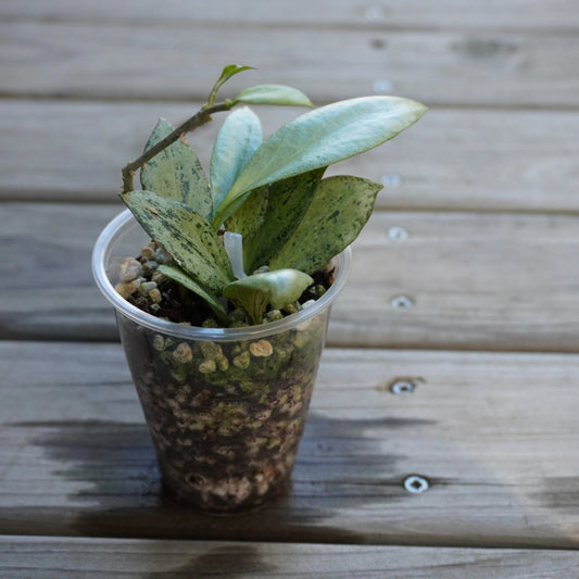 Hoya Nicholsoniae New Guinea Ghost (Hoya nicholsoniae) collector trailing indoor wax plant with striking silver leaves