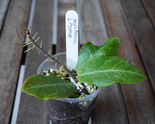 Top view of Hoya Patricia Plant 01 showing three broad green leaves with prominent pale veins and a developing vine.