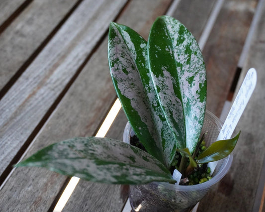 Close-up of Hoya pubicalyx Pink Ghost Splash showing dense silver splash across elongated green leaves.
