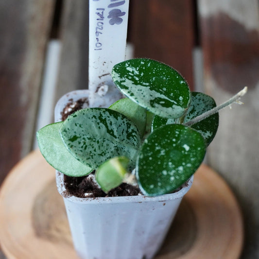 Close-up of Hoya Mathilde Splash plant 01 with compact foliage and distinctive silver splash markings.
