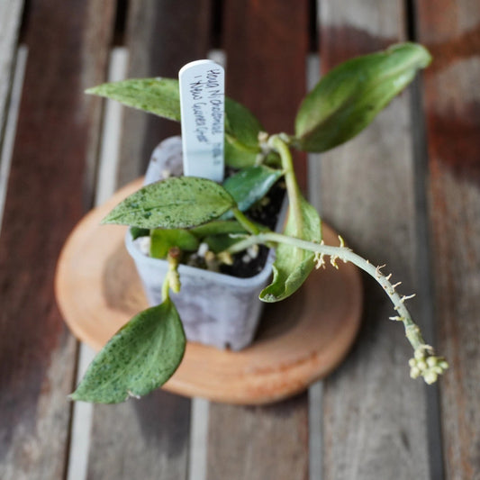 Top view of Hoya nicholsoniae New Guinea Ghost plant 01 showing silver-green mottled foliage and trailing growth.