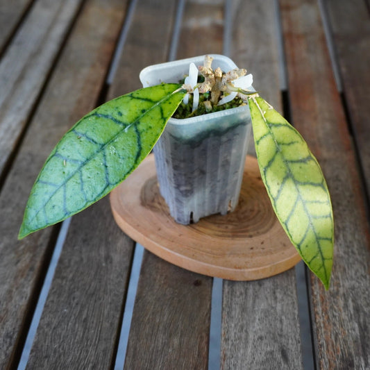 Hoya sp. Kalimantan plant 02 with two green leaves displaying prominent dark veins in a nursery pot.