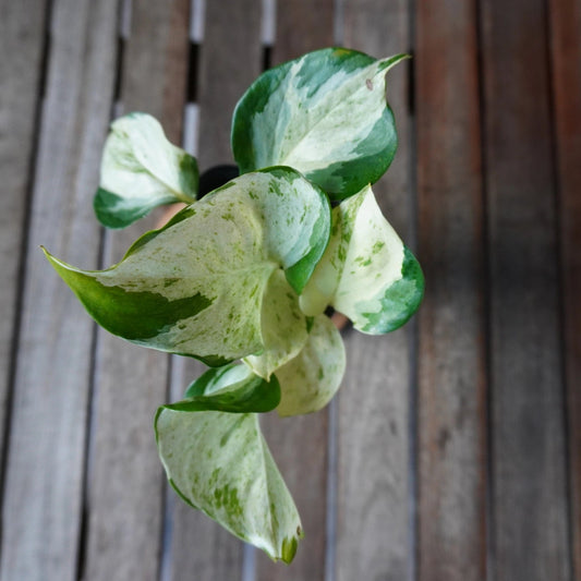 Manjula Pothos plant 01 viewed from above showing creamy white and green variegated foliage