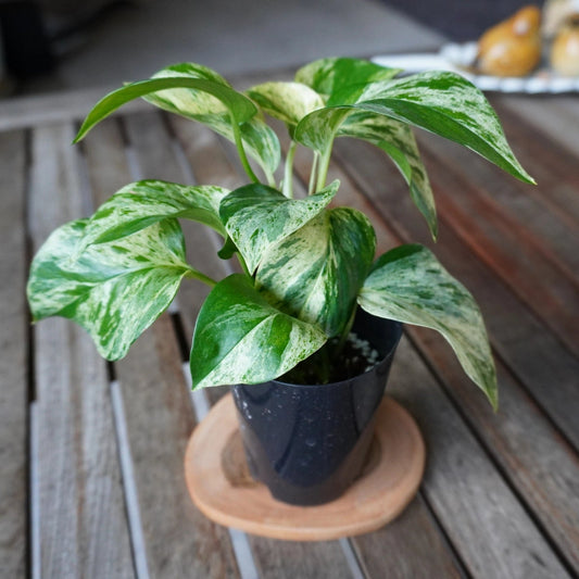 Marble Queen Pothos in a nursery pot showing dense green and cream variegated foliage.