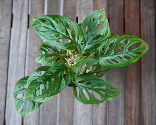Monstera adansonii Monkey Mask plant 01 viewed from above showing dense green leaves with natural fenestrations