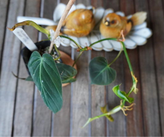 Philodendron micans plant 01 viewed from above showing velvety heart-shaped foliage and new growth