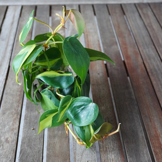 Top view of Philodendron hederaceum Brasil showing trailing heart-shaped leaves with green and yellow variegation.