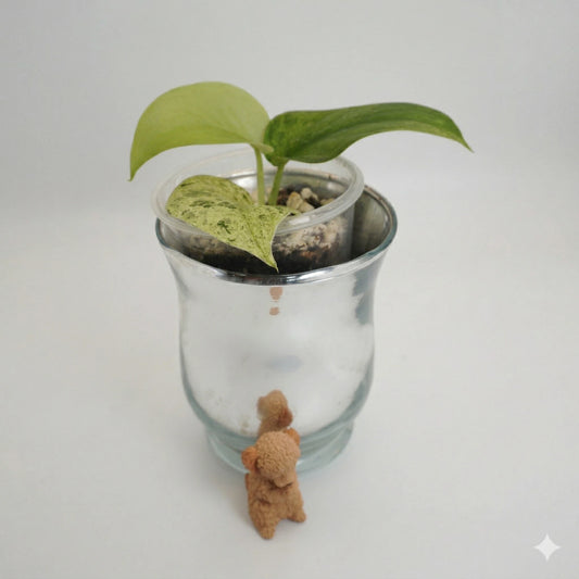 Scindapsus Jade Satin Mint indoor plant with jade leaves and mint-green speckled variegation.