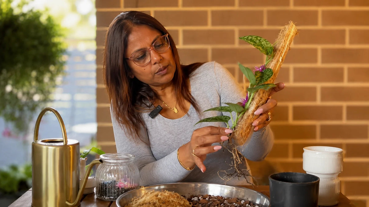 How to Save a Plant from Root Rot: 6-Step Rescue Guide