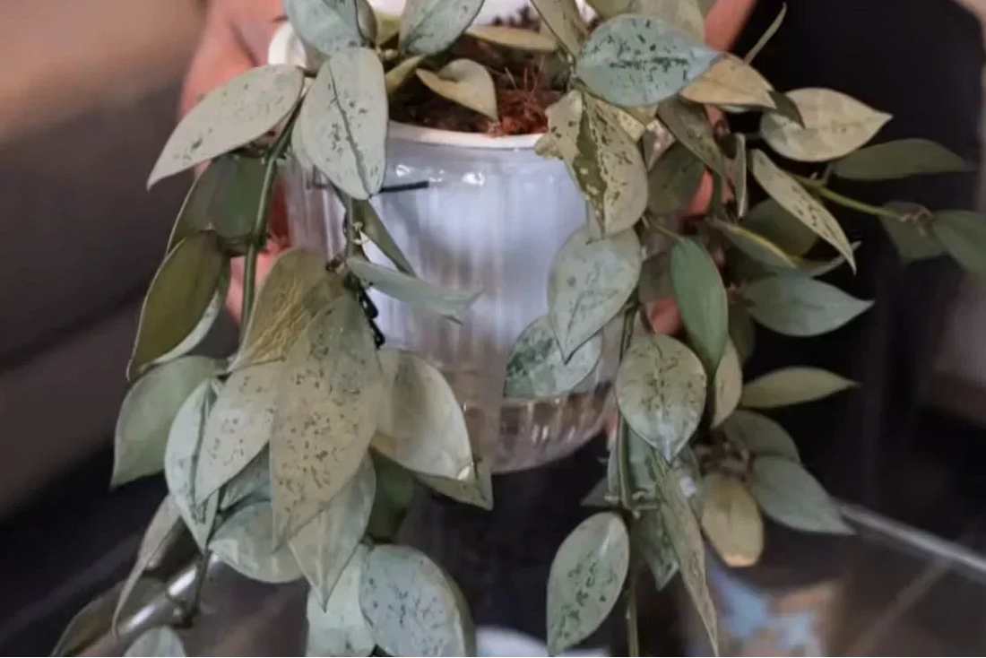Why Some Hoyas Are So Silver: My Collection & Care