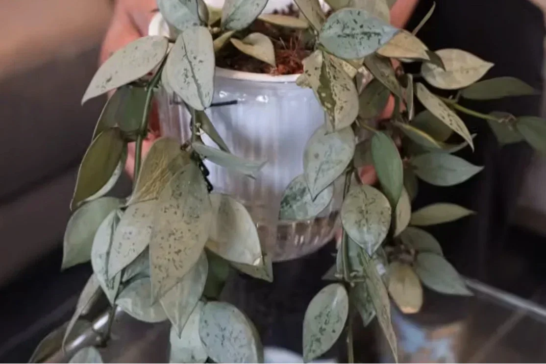 Why Some Hoyas Are So Silver: My Collection & Care