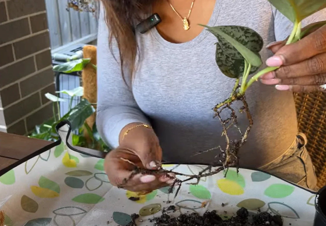 How to Save a Plant with Root Rot: A Step-by-Step Recovery Guide