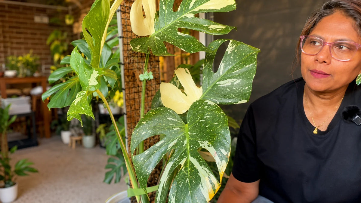 Why Are My Indoor Plant Leaves Turning Yellow? 7 Causes & How to Fix Them