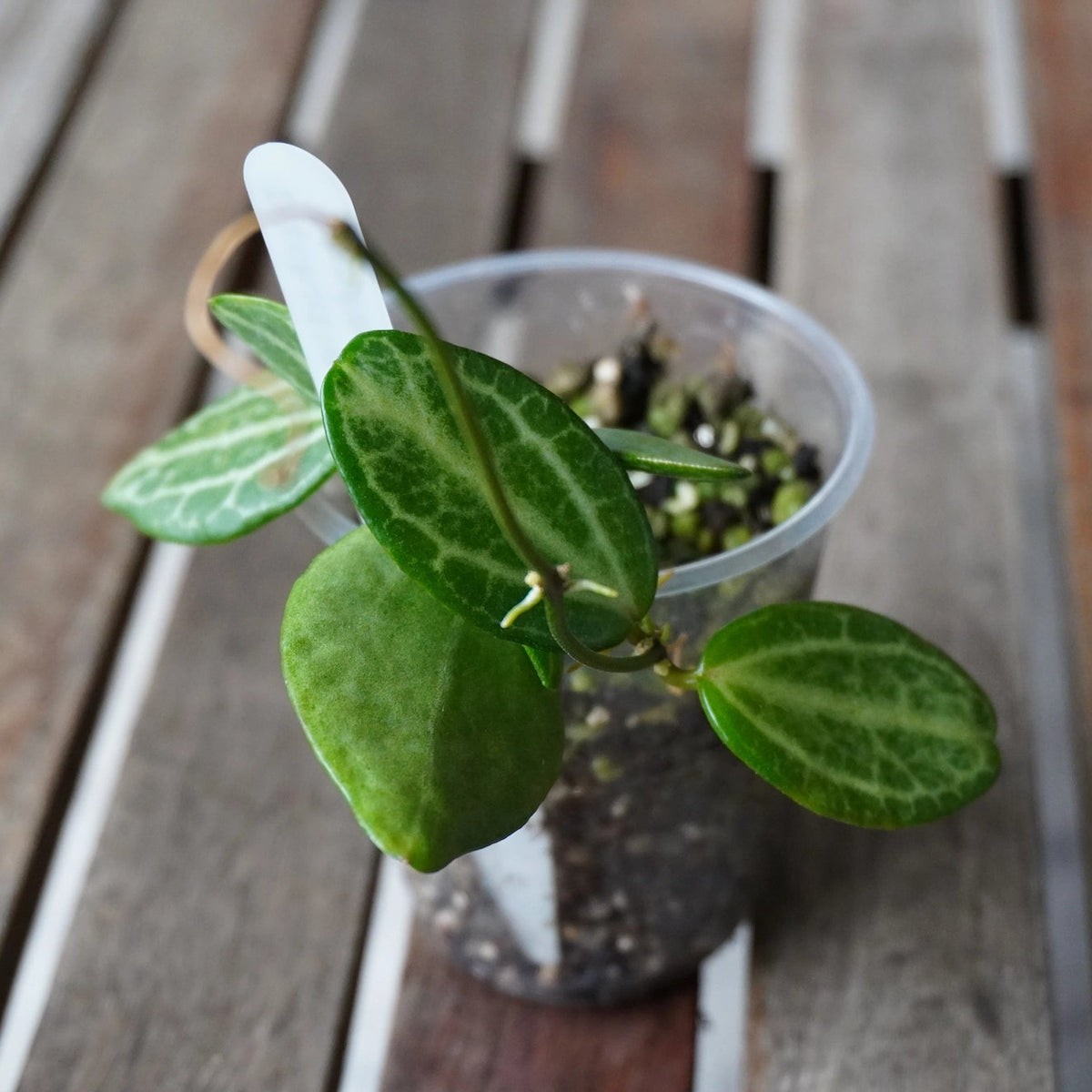 Dischidia ovata Watermelon Dischidia trailing plant featuring green oval leaves with white watermelon-like stripes