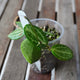 Dischidia ovata Watermelon Dischidia trailing plant featuring green oval leaves with white watermelon-like stripes