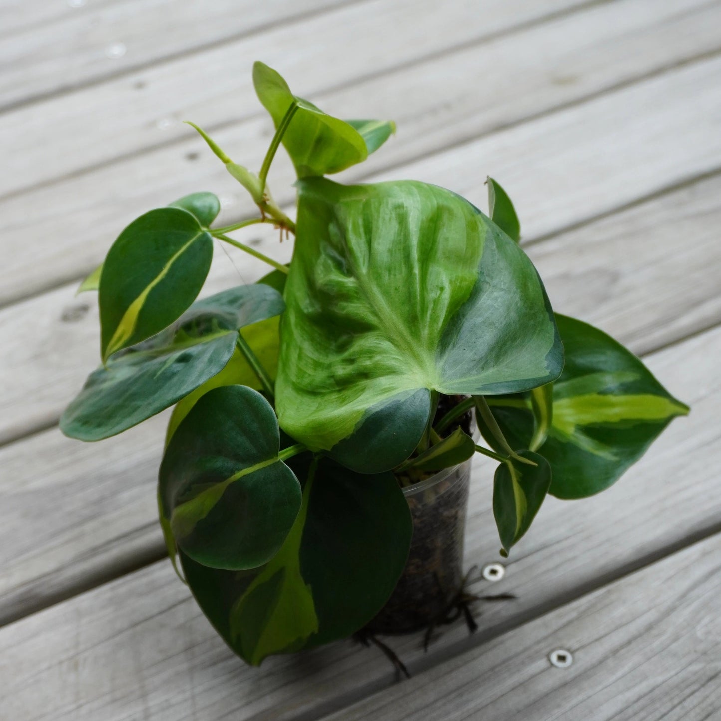 Philodendron Brazil (Philodendron hederaceum) trailing indoor plant with heart-shaped green and lime variegated leaves.
