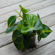 Philodendron Brazil (Philodendron hederaceum) trailing indoor plant with heart-shaped green and lime variegated leaves.