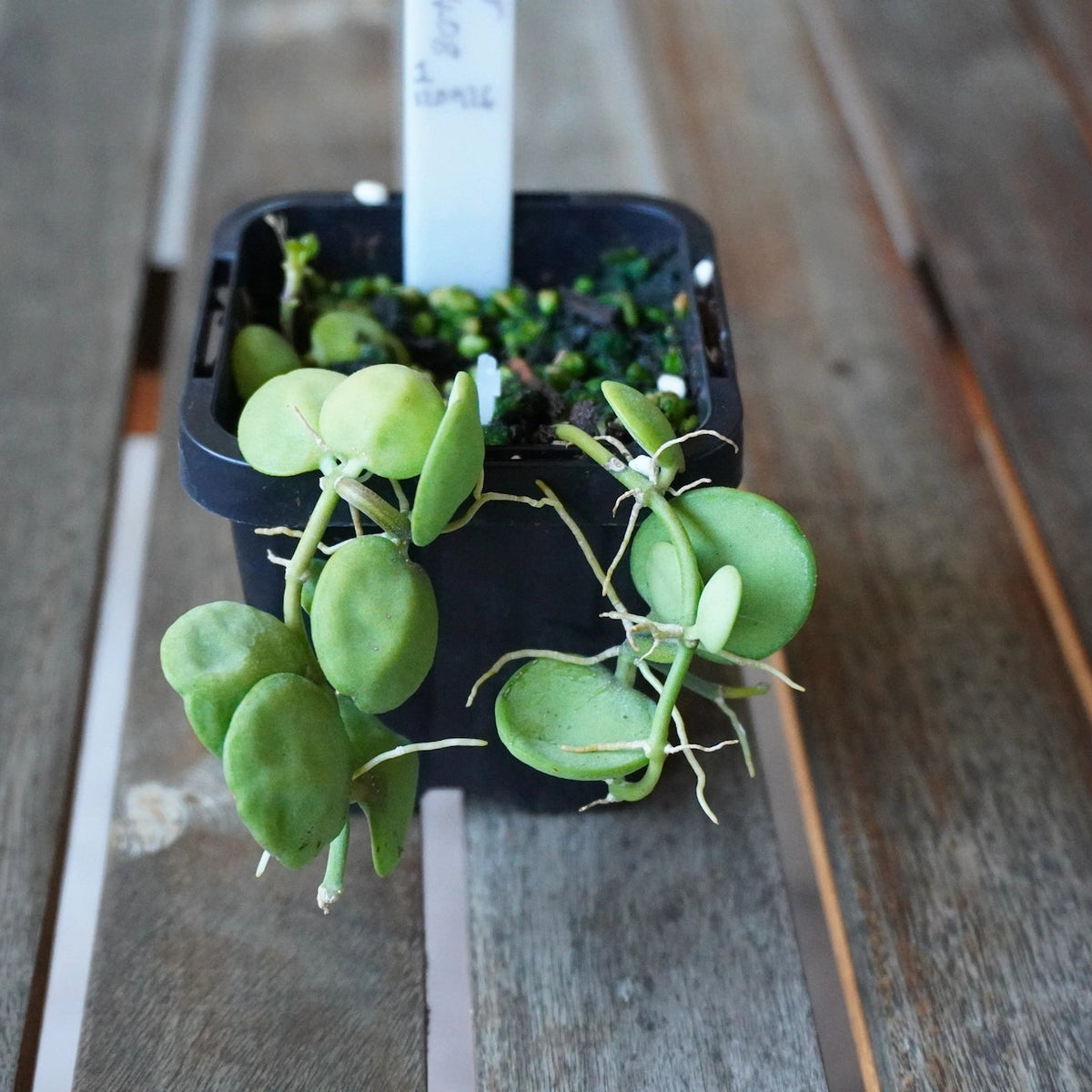 Dischidia major Rattle Skulls with round, fleshy green leaves and trailing stems growing in a black pot.