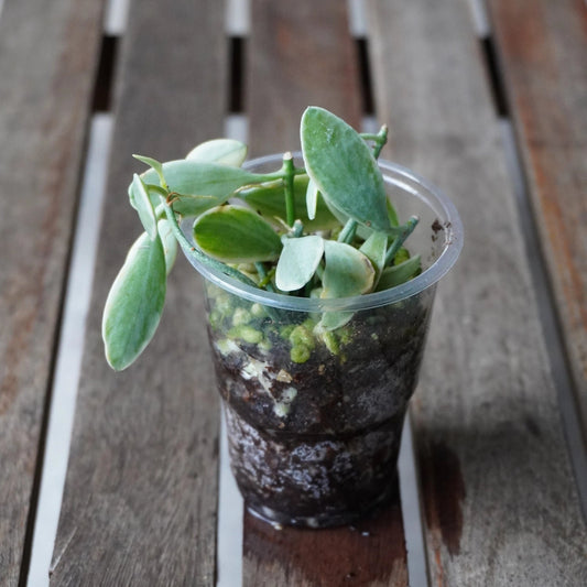 Dischidia oiantha Variegata indoor trailing plant with small white and green variegated succulent leaves over a wooden deck.