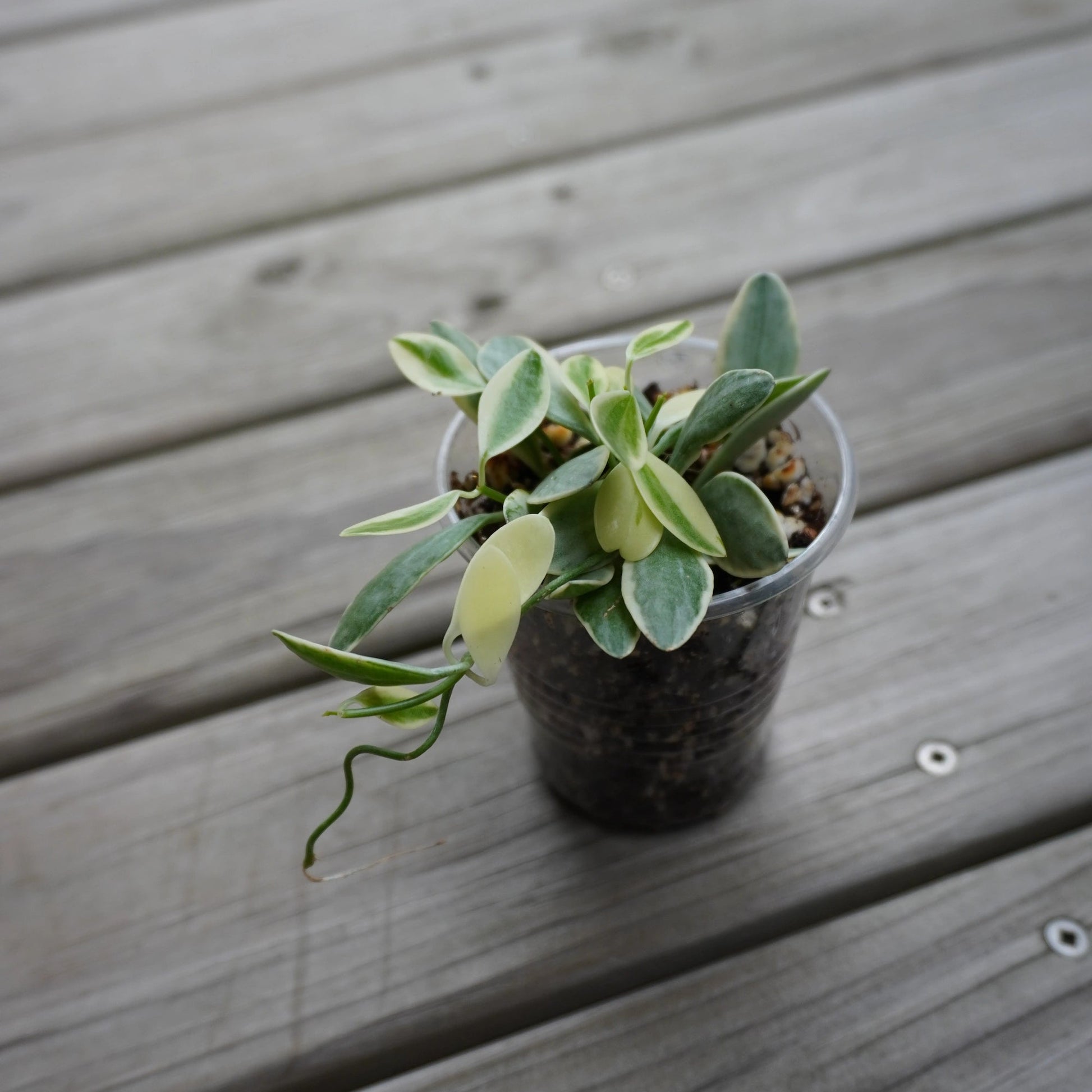 Dischidia oiantha Variegata indoor trailing plant with small white and green variegated succulent leaves over a wooden deck.