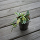 Dischidia oiantha Variegata indoor trailing plant with small white and green variegated succulent leaves over a wooden deck.