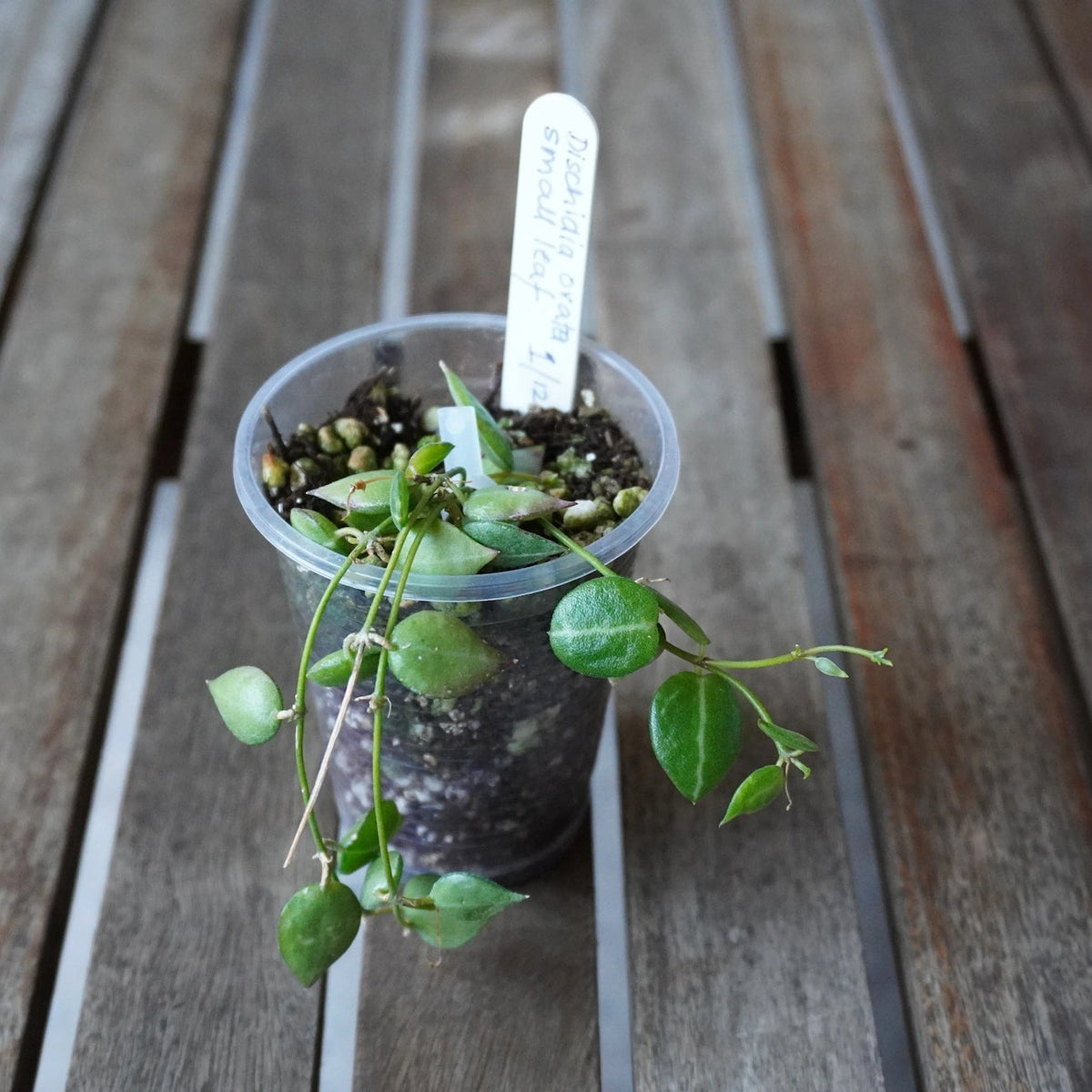 Dischidia ovata Tiny Leaf IML 0549 with tiny green leaves and delicate trailing vines in a clear pot.
