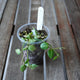 Dischidia ovata Tiny Leaf IML 0549 with tiny green leaves and delicate trailing vines in a clear pot.