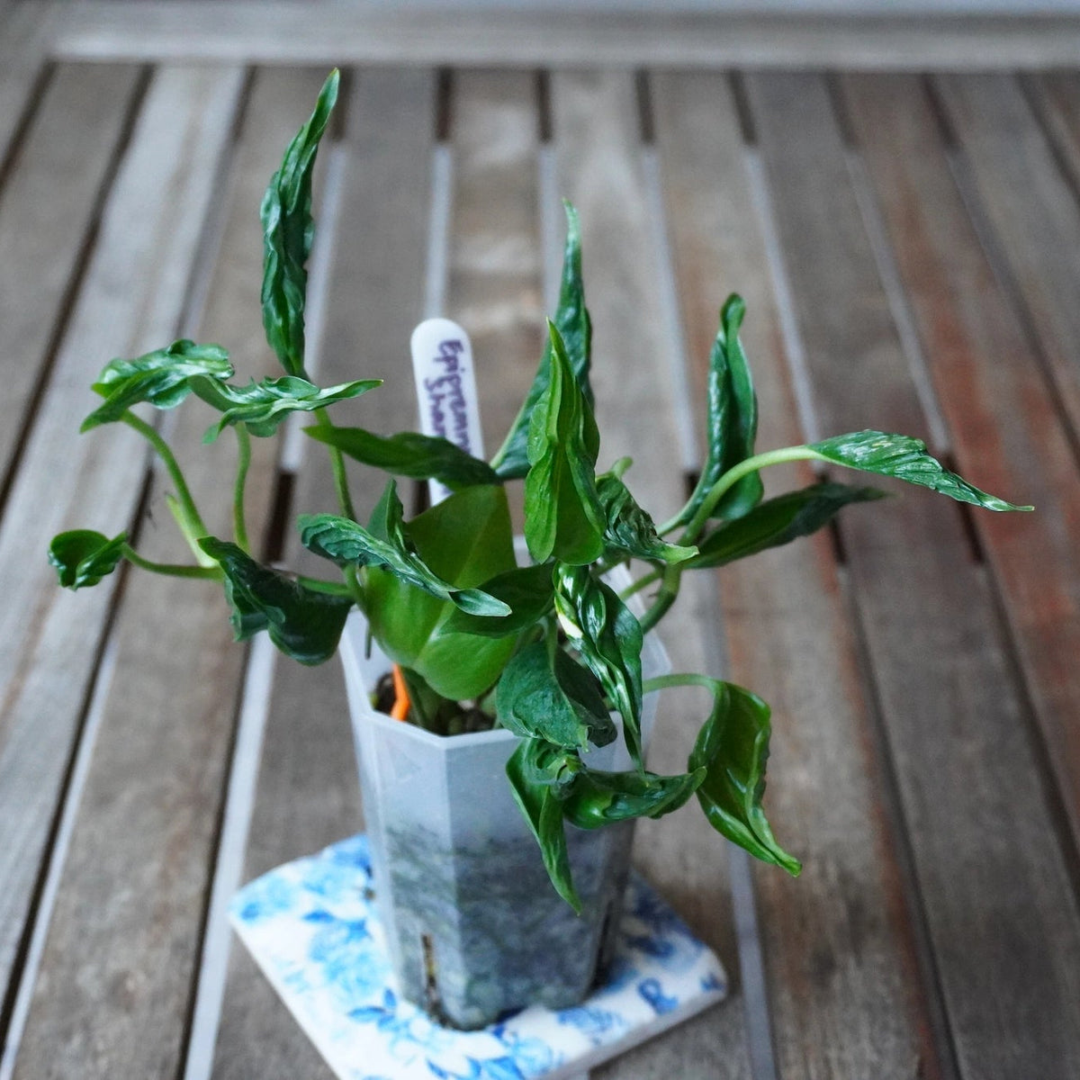 Epipremnum Shangri-La Plant 02 showing glossy, curled green foliage and upright stems in a clear nursery pot.