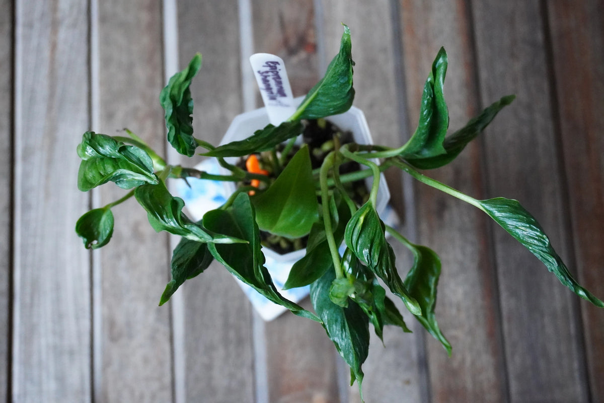 Top view of Epipremnum Shangri-La Plant 01 showing tightly curled, twisted green leaves and dense foliage.