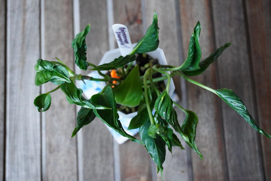 Top view of Epipremnum Shangri-La Plant 01 showing tightly curled, twisted green leaves and dense foliage.