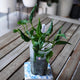Epipremnum Shangri-La Plant 01 with distinctive curled, twisted green leaves and upright growth in a clear nursery pot.