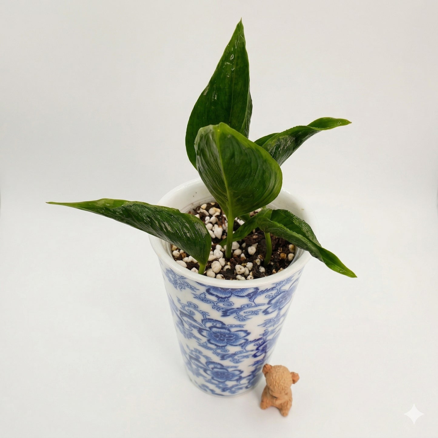 Epipremnum Shangri La (Epipremnum aureum) indoor plant with unique crinkled and curled dark green leaves.