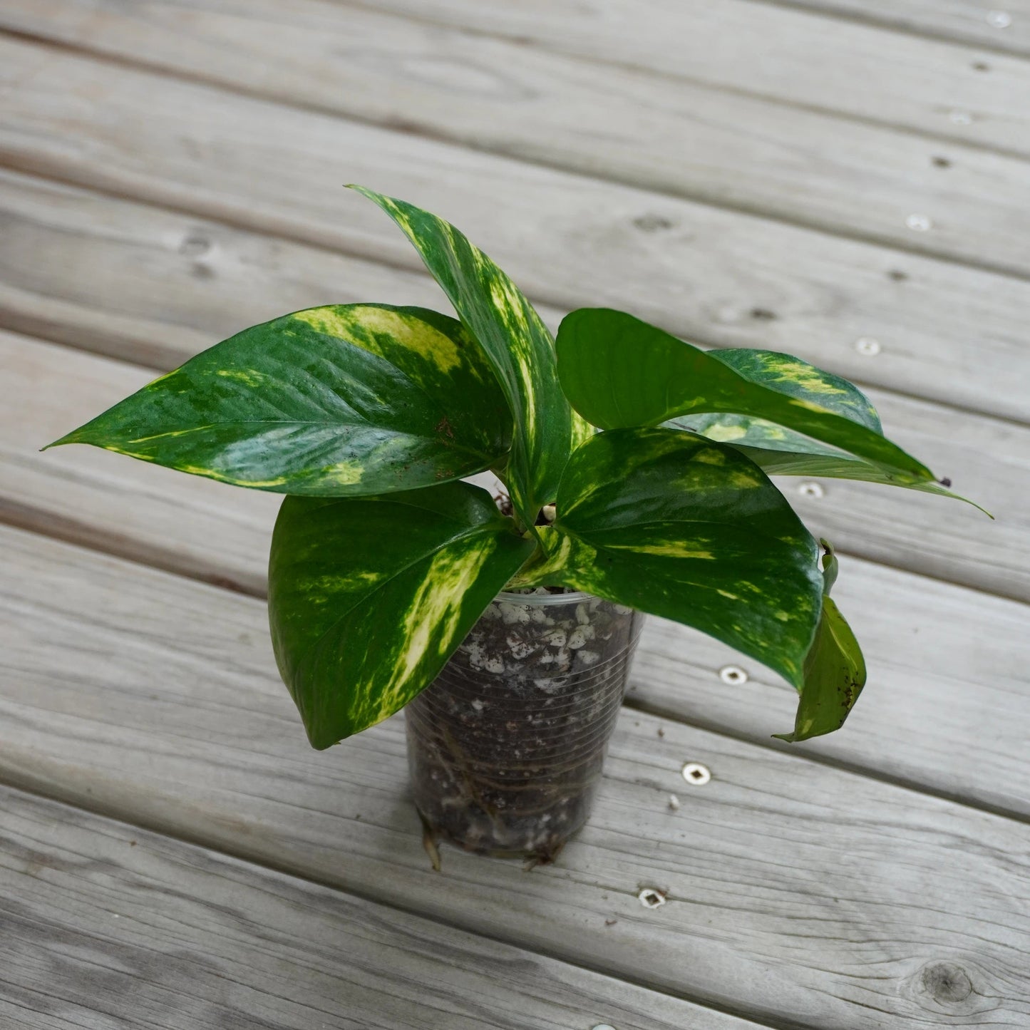 Golden Pothos (Epipremnum aureum) easy care indoor plant with green and yellow variegated leaves over a timber deck.