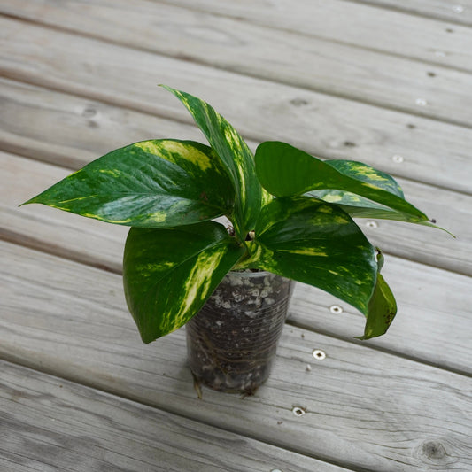 Golden Pothos (Epipremnum aureum) easy care indoor plant with green and yellow variegated leaves over a timber deck.
