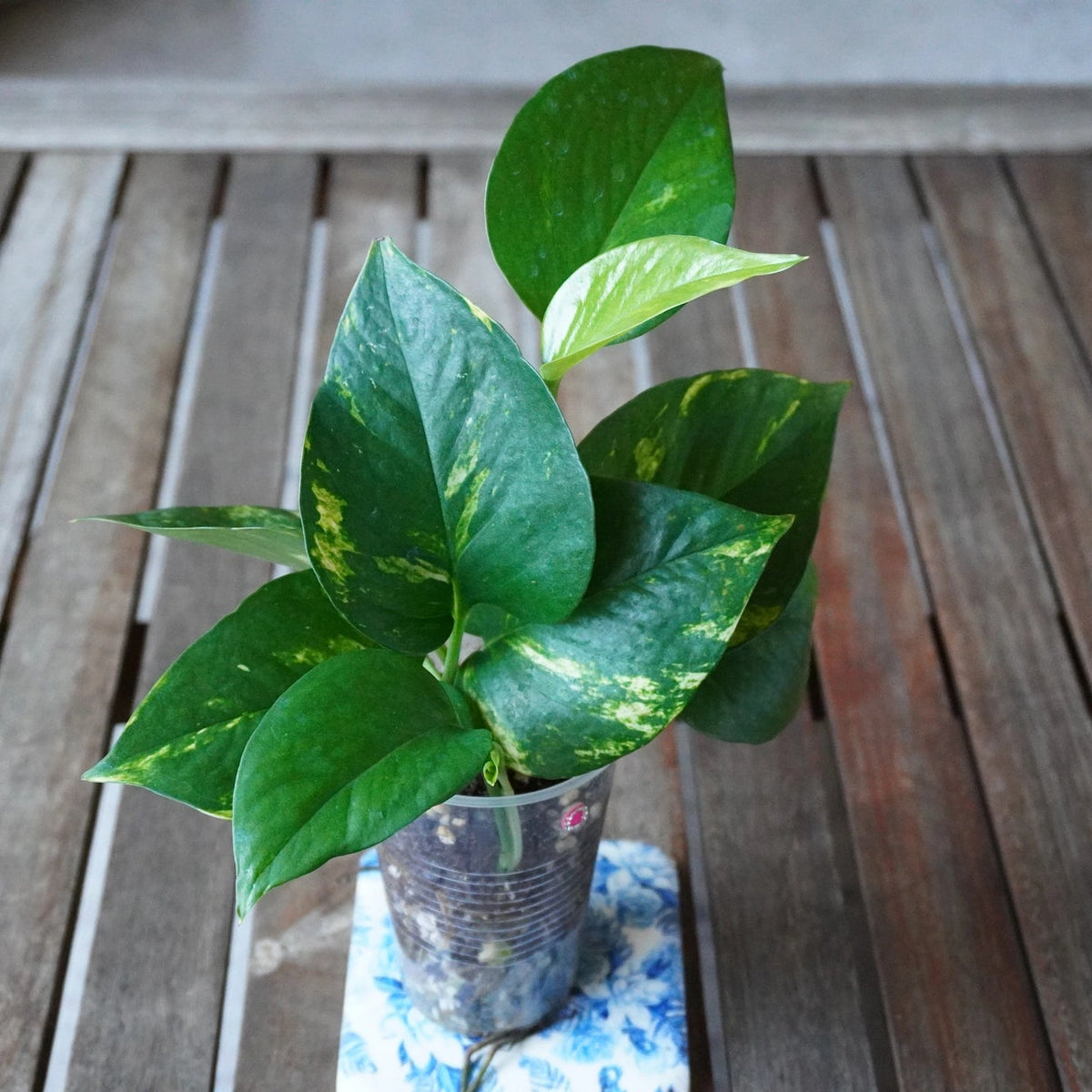 Golden Pothos (Epipremnum aureum) with glossy green leaves, golden-yellow variegation and new growth in a clear pot.
