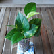 Golden Pothos (Epipremnum aureum) with glossy green leaves, golden-yellow variegation and new growth in a clear pot.