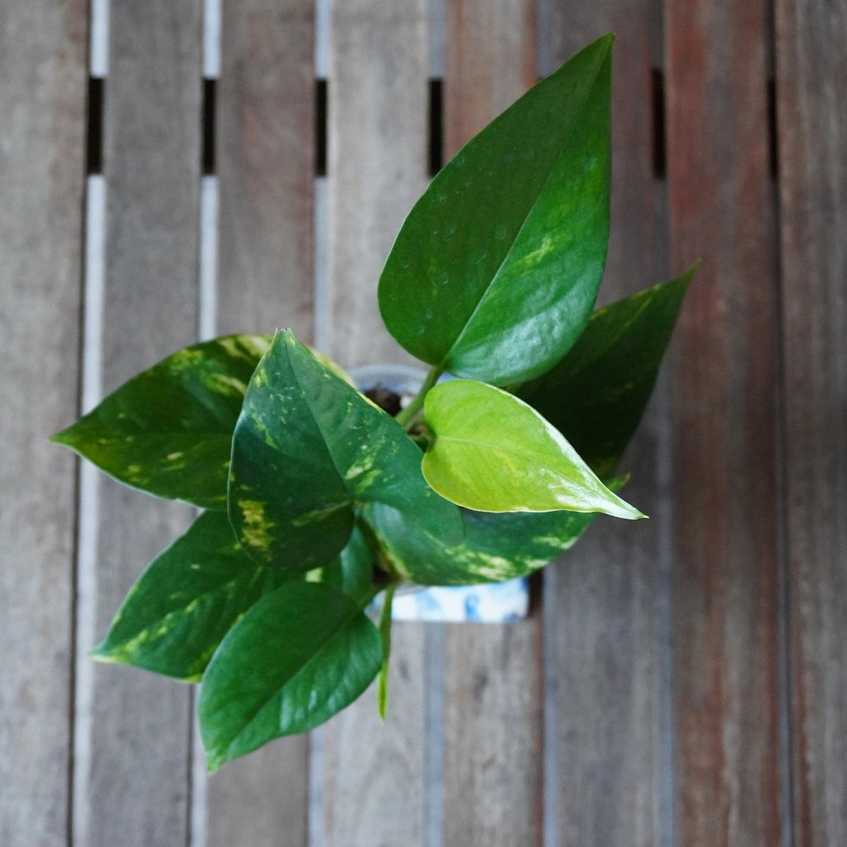 Overhead view of Golden Pothos (Epipremnum aureum) showing glossy green foliage, yellow variegation and fresh growth.
