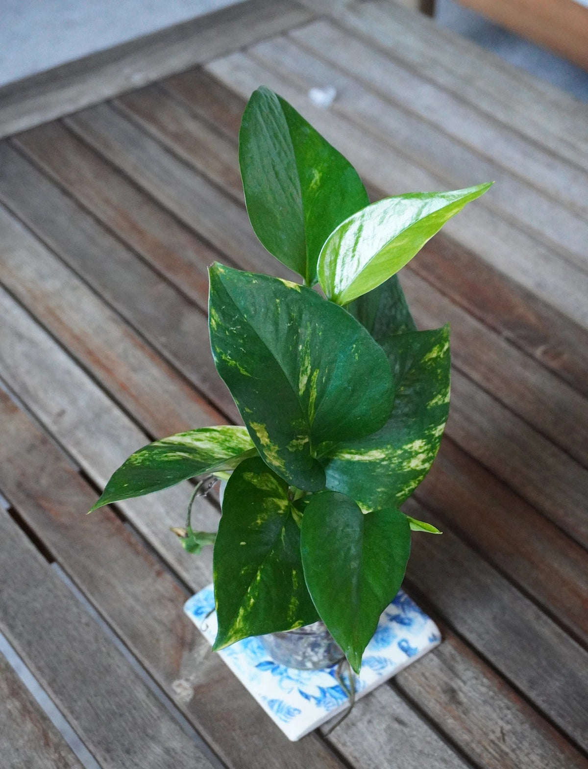Angled top view of Golden Pothos showing heart-shaped green leaves with golden-yellow marbling and a pale new leaf.