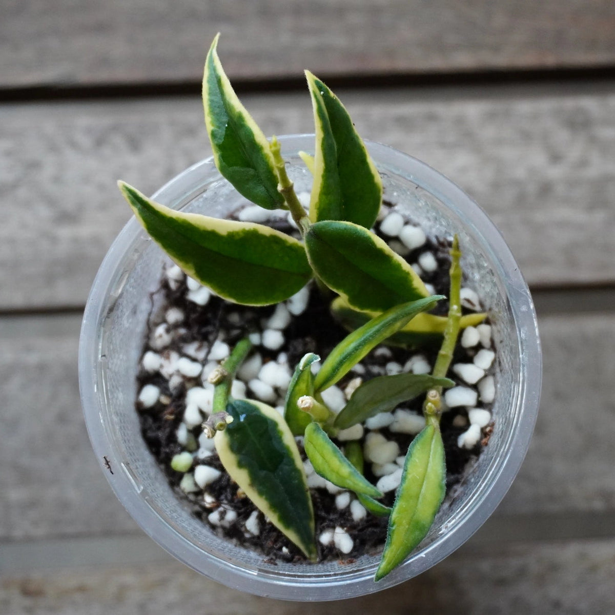 Hoya bella albomarginata trailing wax plant with green leaves edged in creamy white variegation