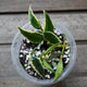 Hoya bella albomarginata trailing wax plant with green leaves edged in creamy white variegation
