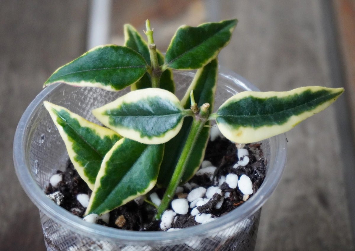 Close up of Hoya bella albomarginata foliage showing distinct outer leaf margins and pink stems