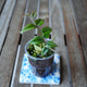 Hoya bella with slender green leaves, reddish new growth and upright stems in a clear nursery pot.