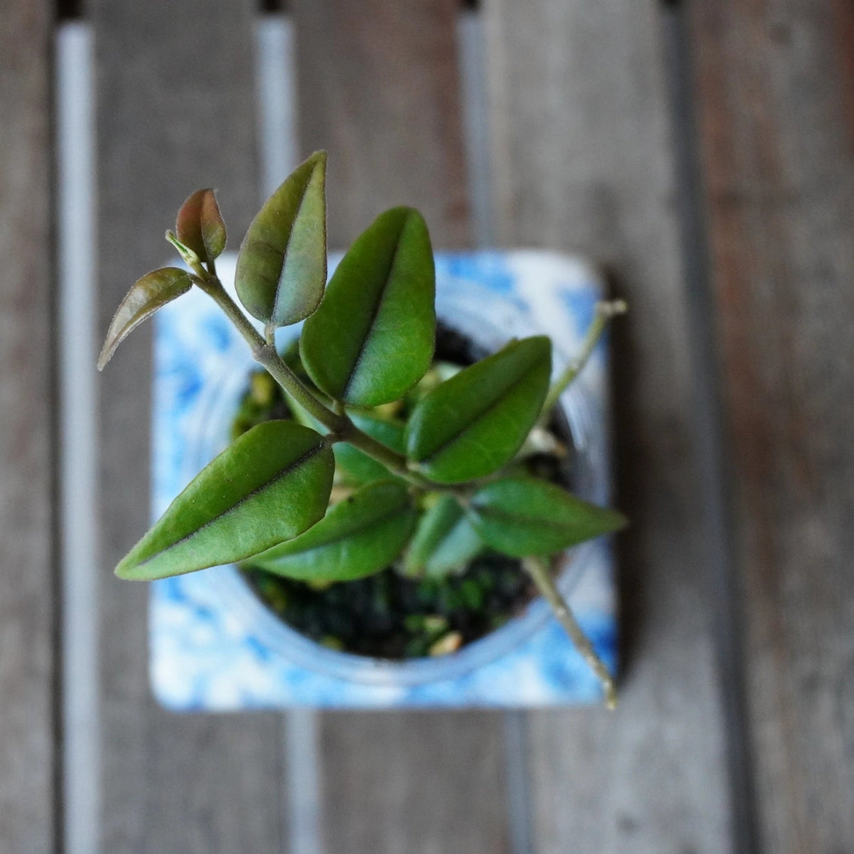 Top view of Hoya bella showing narrow green leaves, prominent central veins and fresh reddish new growth.