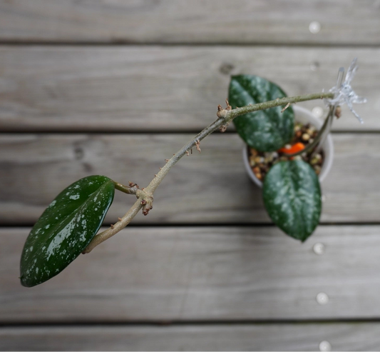 Hoya Carnosa Freckles Splash rare indoor plant with thick dark green leaves and heavy silver freckles on a timber deck.